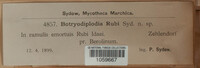 Botryodiplodia rubi image